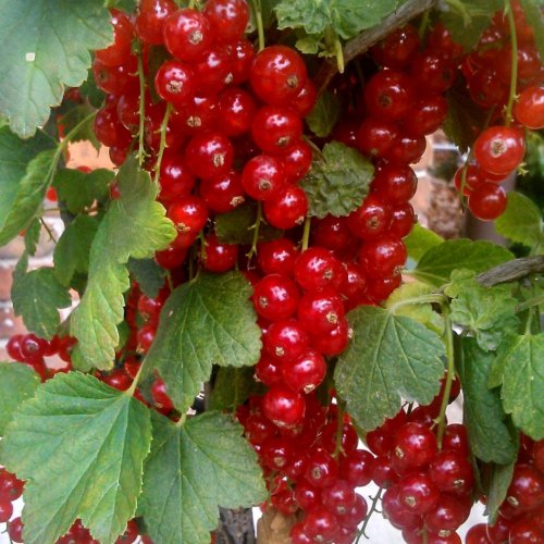 Porzeczka czerwona na pniu 80-120cm