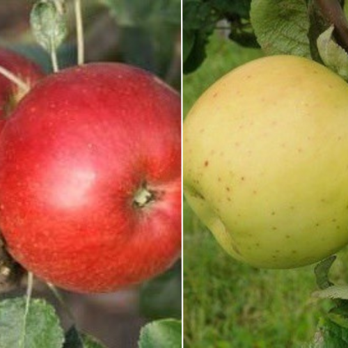 NOWOŚĆ! Jabłoń Duo Kosztela zielona+Kosztela czerwona 40-100 cm K.
