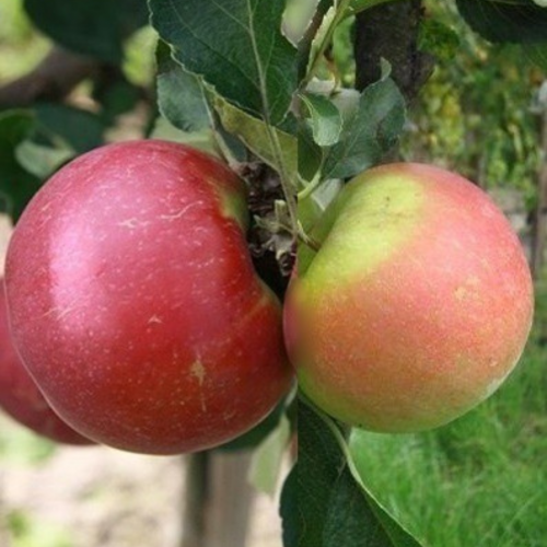 NOWOŚĆ! Jabłoń Duo Lobo+Ligol łac. Malus domestica 40-100 cm K.