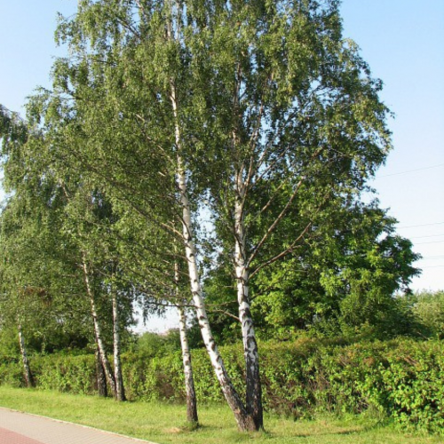 Brzoza Brodawkowata łac. Betula pendula 50-100 cm D.