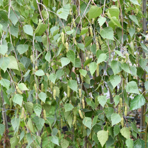 Brzoza Brodawkowata łac. Betula pendula  200-250 cm D.