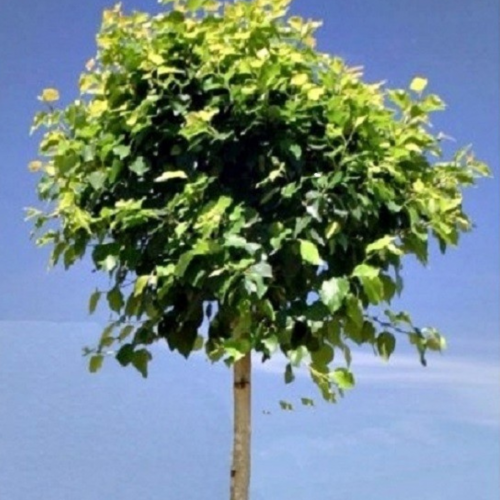 Brzoza kulista zielona szczepiona łac. Betula pendula 160-220 cm D.