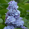 Lilak japoński bez niebieski bardzo pachnący łac. Syringa josikaea 40-70 cm K.