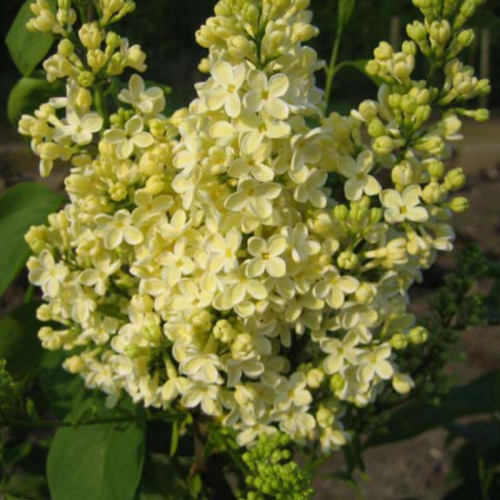 Lilak bez Primrose żółty łac. Syringa vulgaris na pniu 120-150 cm K.