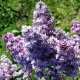 Lilak bez Michel Buchner łac. Syringa vulgaris 35-70 cm K.