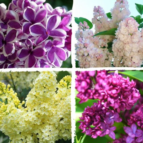 4x Lilak bez na pniu łac. Syringa vulgaris ZESTAW 4 ODMIANY 80-120cm