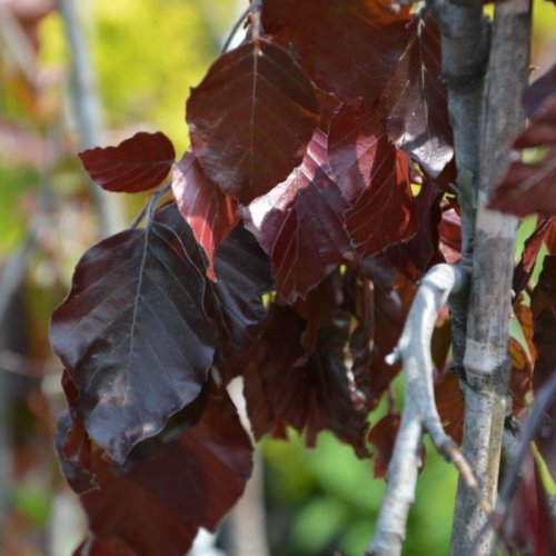 Buk kolumnowy czerwony łac. Fagus sulvatica 120-150cm D.
