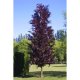Buk kolumnowy czerwony łac. Fagus sulvatica 120-150cm D.