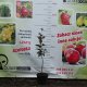 Buk kolumnowy czerwony łac. Fagus sulvatica 120-150cm D.