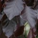 Buk kolumnowy czerwony łac. Fagus sulvatica 120-150cm D.