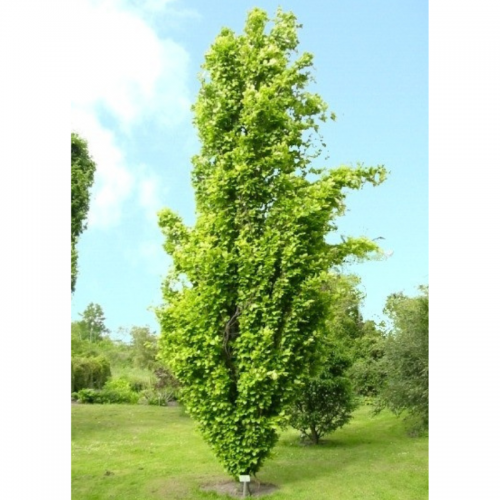 Buk kolumnowy zielony łac. Fagus sulvatica 40-70cm D.