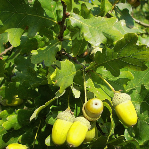 Dąb szypułkowy łac. Quercus robur symbol dostojeństwa 70-150 cm D.