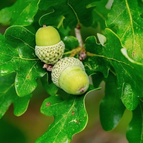 Dąb szypułkowy  łac. Quercus robur sadzonka z kasety K28 10-30cm 10 SZTUK