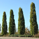 Dąb Szypułkowy Fastigiata Kolumnowy łac. Quercus robur 60-80 cm K.