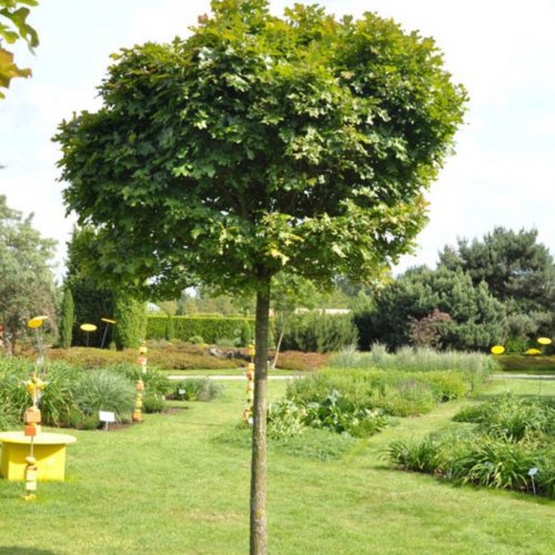 Dąb Kulisty Szczepiony na pniu łac. Quercus palustris 170-240 cm D.