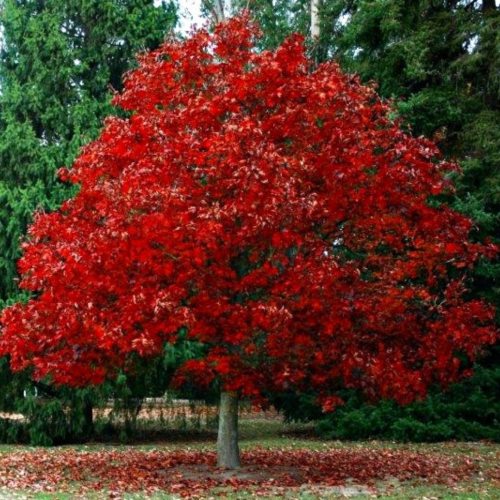 Dąb Czerwony łac. Quercus rubra Dekoracyjny 60-80 cm D.