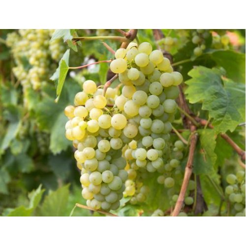 WINOGRON BIAŁY/JASNY PEŁNE WITAMIN 60-140cm