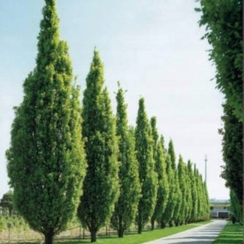 Dąb Zielony Green Pillar łac. Quercus palustris Kolumnowy 100- 120 cm D.
