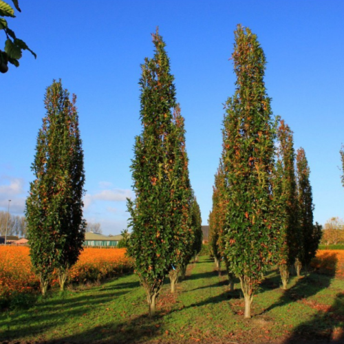 Dąb Zielony Green Pillar łac. Quercus palustris Kolumnowy 80- 120 cm D.