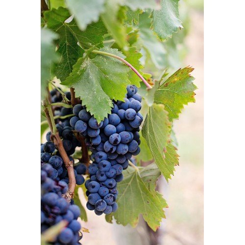 WINOGRON BEZPESTKOWY LAKEMONT 60-140cm