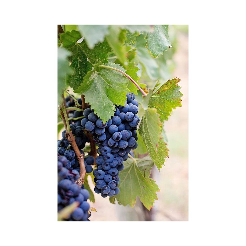 WINOGRON BEZPESTKOWY LAKEMONT