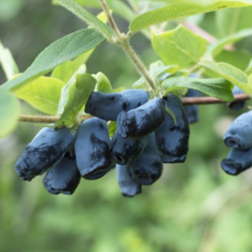 Jagoda Kamczacka Iga łac. Lonicera caerulea L. Mega imponujący korzeń 20-40 cm K.
