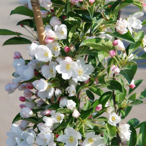 Jabłoń ozdobna adirondack rajska łac. Malus 'Adirondack' 120-150 cm K.