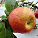 Nowość! Jabłoń zwisająca Pendula łac. Malus 160-220 cm D.