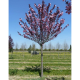 Wiśnia Royal Burgundy łac. Prunus avium 120 - 160 cm K.