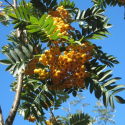 Jarzębina Kolumnowa Żółta łac. Sorbus aucuparia 160-180 cm D.