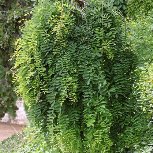 Karagana Syberyjska Szczepiona Grubolistna łac. Caragana arborescens 120-150 cm D.