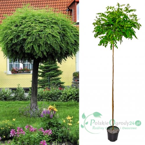 Wiśnia Umbraculifera ozdobna kulista dekoracyjna łac. Prunus x emines Umbraculifera 200-220 cm D.