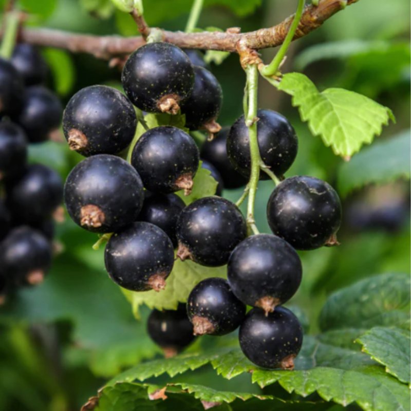 Porzeczka czarna krzaczasta łac. Ribes rubrum 60-80 cm D.2 L