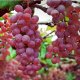 Winogron winorośl różowy łac. Vitis Reliance 80-100 cm D.2 L
