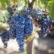 Winogron winorośl ciemnofioletowy łac. Vitis Reliance 80-100 cm D.2 L