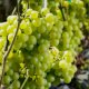 Winogron winorośl jasnozielony łac. Vitis Reliance 80-100 cm D.2 L