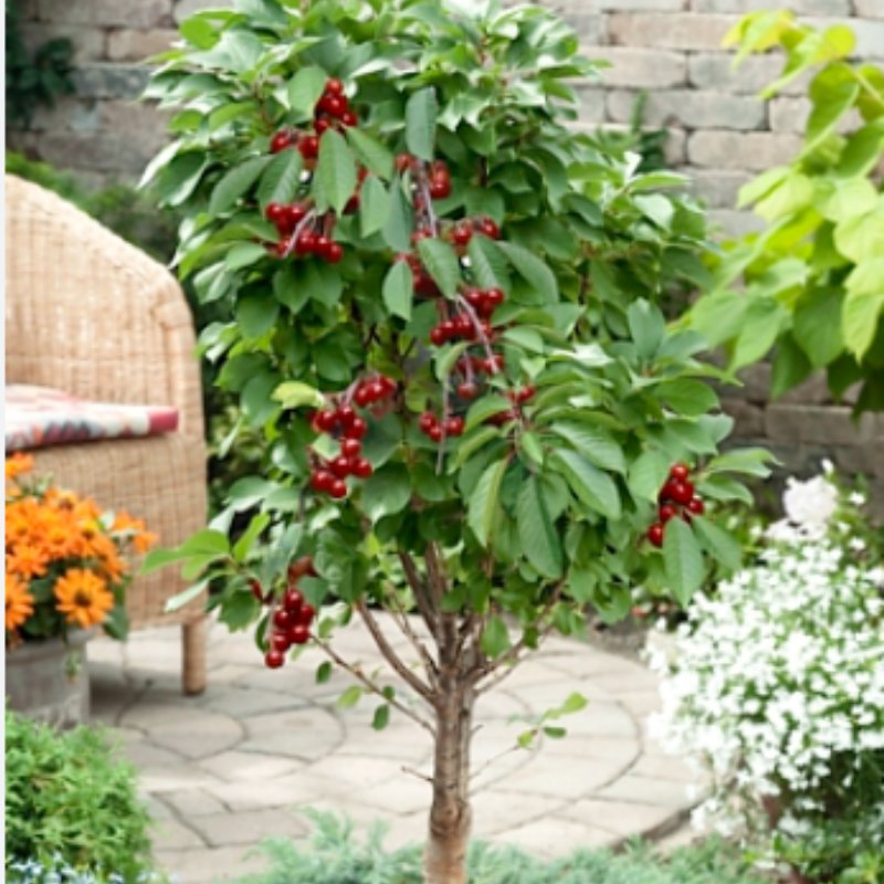 Wiśnia karłowa Piemont mini łac. Prunus subg 70-90 cm D.3 L