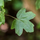Klon polny łac. Acer campestre 150-180 cm D.2L