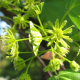Klon polny łac. Acer campestre 150-180 cm D.2L
