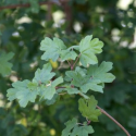 Klon polny łac. Acer campestre 10-30 cm sadzonka z kasety K40