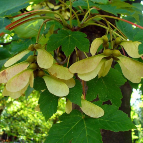 Klon Jawor łac. Acer pseudoplatanus 200-250 cm D.