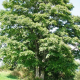 Klon Jawor łac. Acer pseudoplatanus 50-70 cm K.