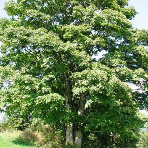 Klon Jawor łac. Acer pseudoplatanus 10-30 cm sadzonka z kasety K28