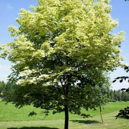 Klon pospolity Drummondii łac. Acer platanoides szczepiony na pniu 180-220cm D.5 L