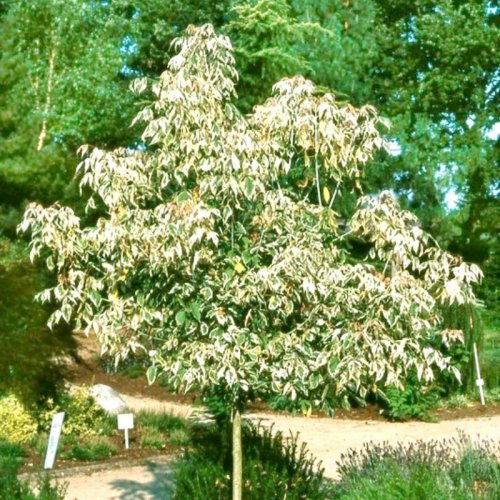 Klon jesionolistny Flamingo łac. Acer negundo szczepiony na pniu 170-200 cm D.5 L