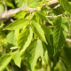 Klon jesionolistny łac. Acer negundo 80-100 cm K.