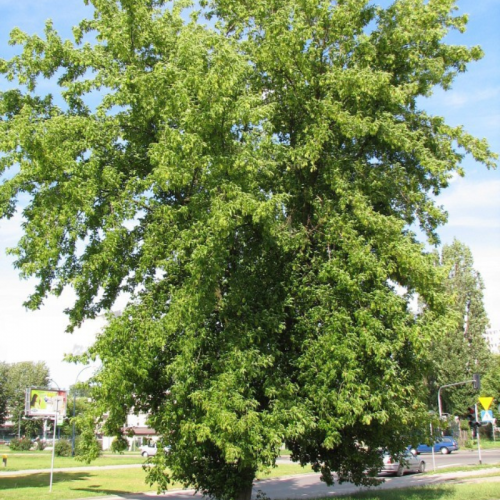 Klon jesionolistny łac. Acer negundo 80-100 cm K.