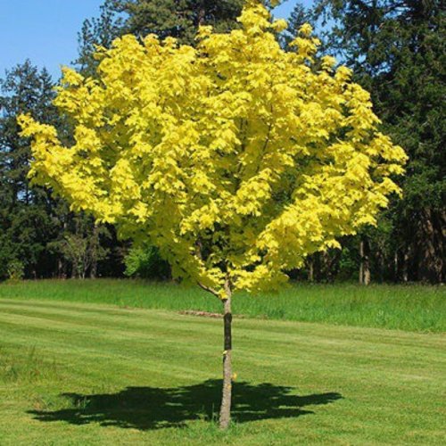 Klon żółty Princeton Gold łac. Acer platanoides szczepiony na pniu 170-200 cm D.5 L