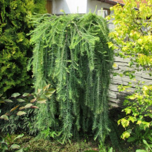 Modrzew Europejski Pendula zwisający na pniu łac. Larix decidua 170-190 cm D.5 L