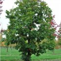 Dąb zębaty o niezwykłych liściach łac. Quercus dentata 60-80 cm D.3 L